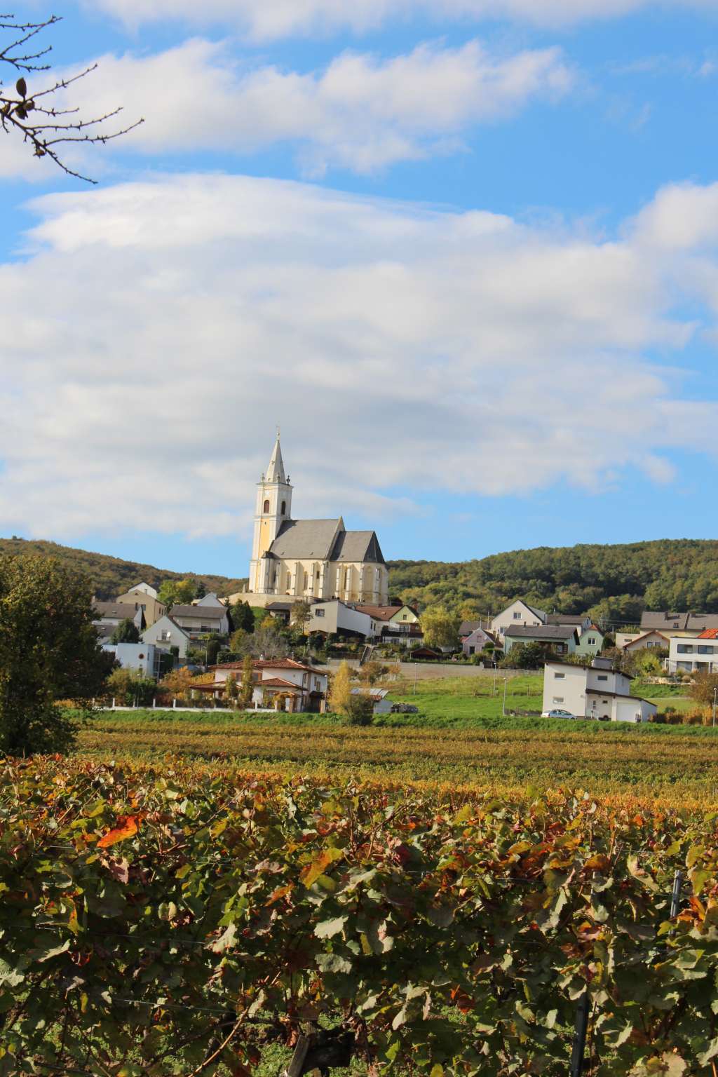 Blick über die herbstlichen Weingärten auf die Kirche von Kleinhöflein
