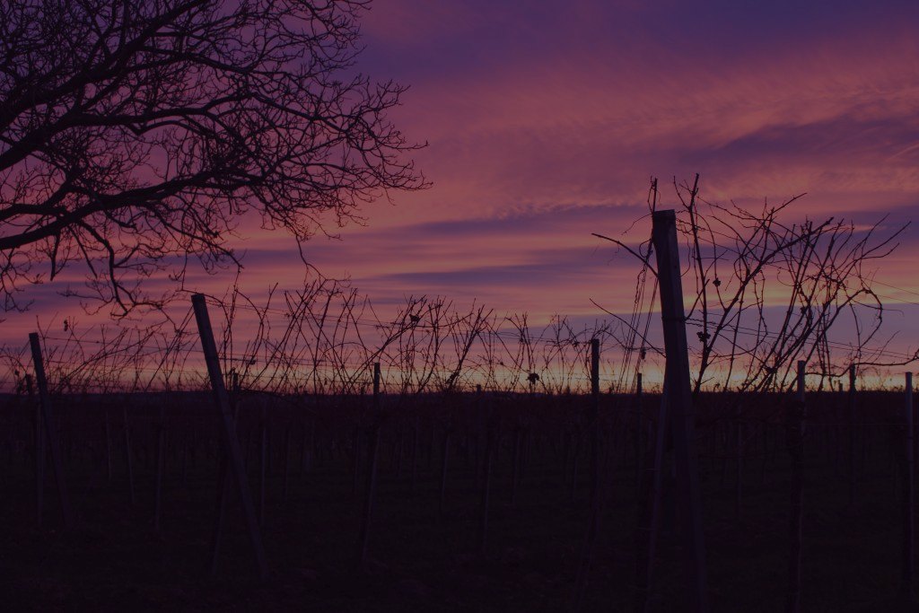 Sonnenuntergang über den Weinreben bei Kleinhöflein