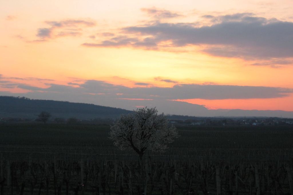 Sonnenuntergang über den Weingärten mit blühendem Baum