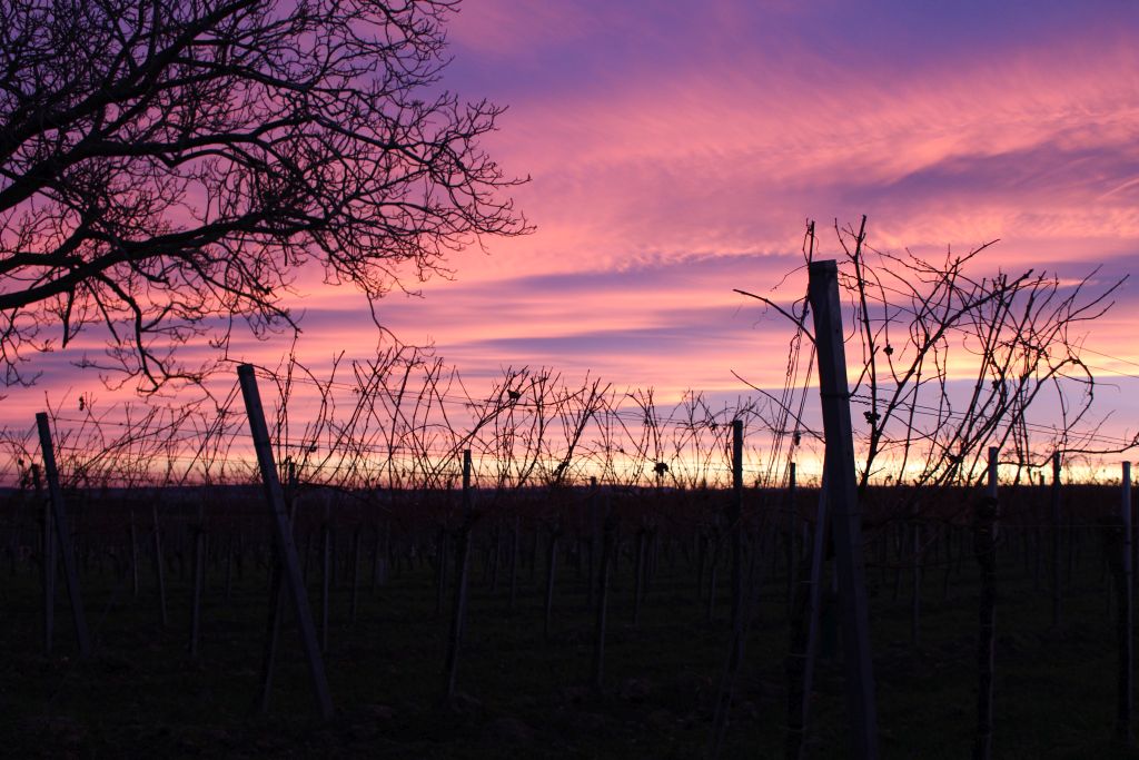 Sonnenuntergang mit Weinreben im Bild