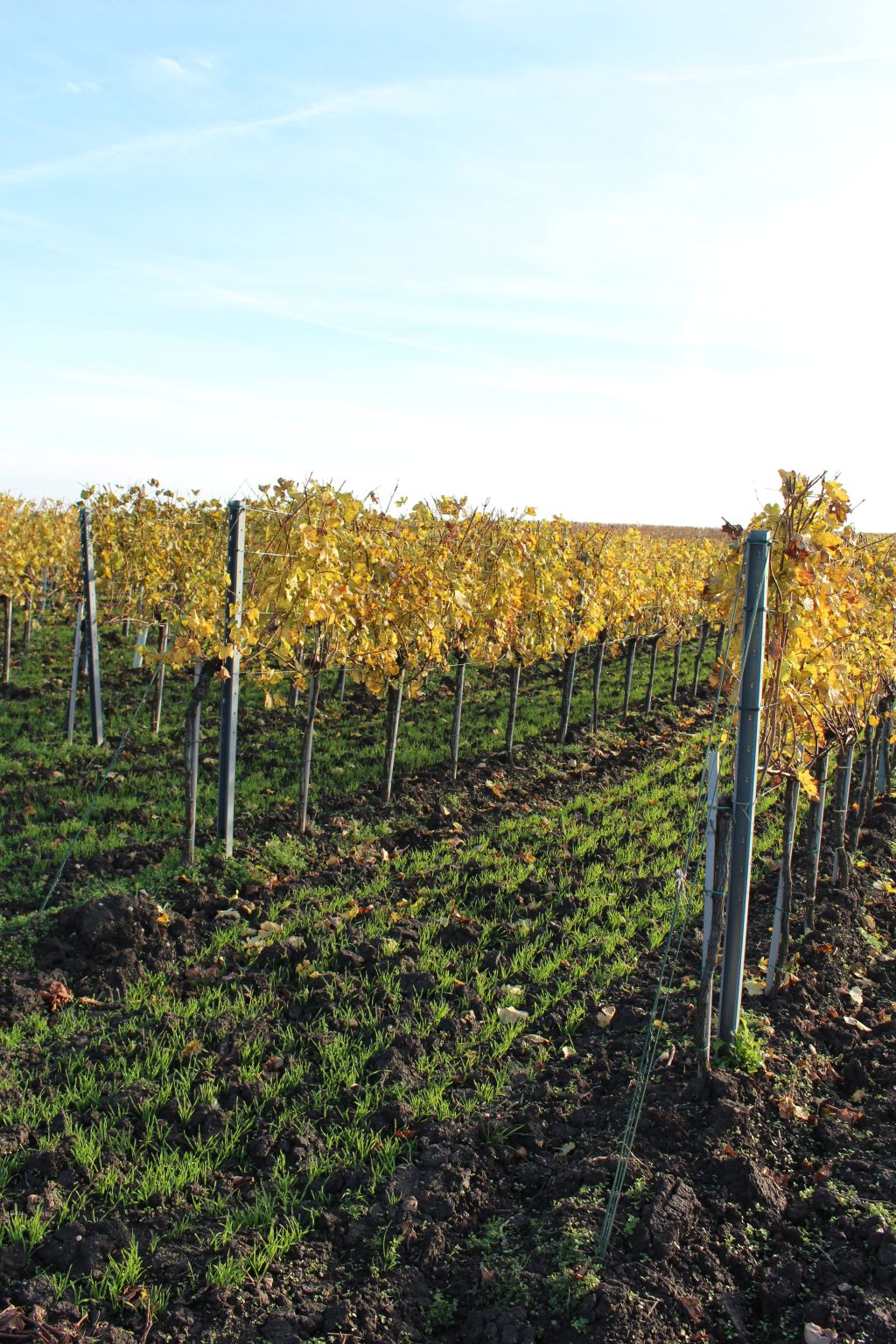 Weingartenreihen mit herbstgelbem Laub in Kleinhöflein
