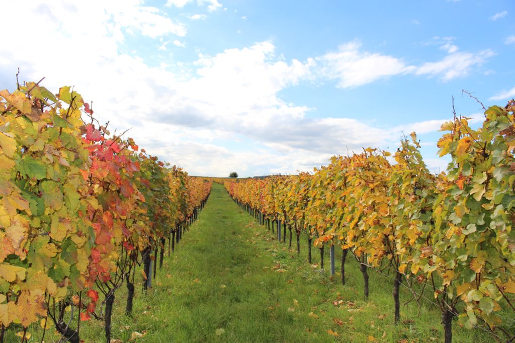 Weinreben im Herbst mit bunt verfärbtem Laub